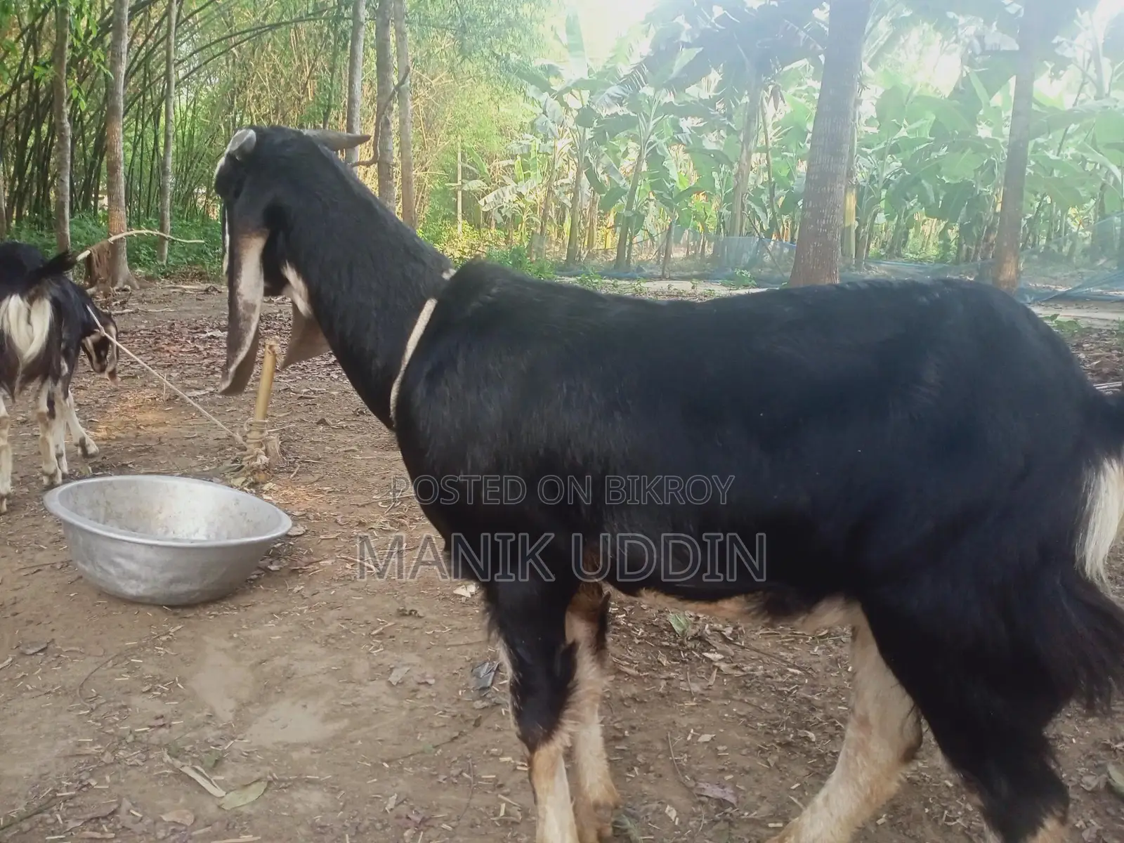 A pair of castrated goats for sale - Alampur, Kushtia Sadar.