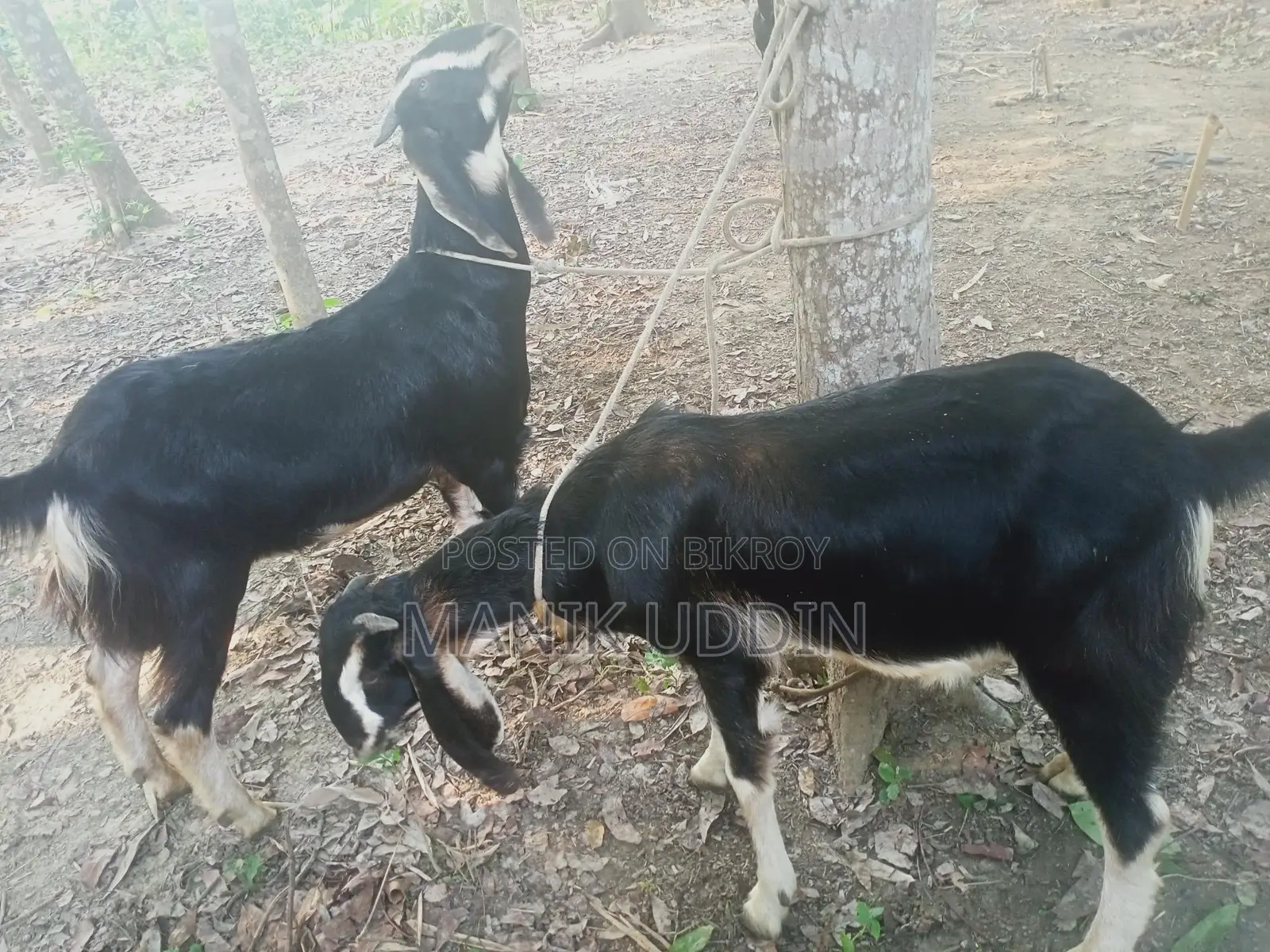 A pair of castrated goats for sale - Alampur, Kushtia Sadar.