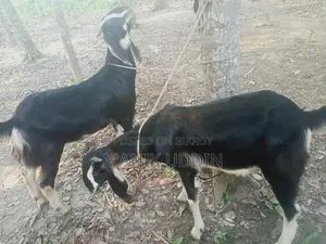 A pair of castrated goats for sale - Alampur, Kushtia Sadar.