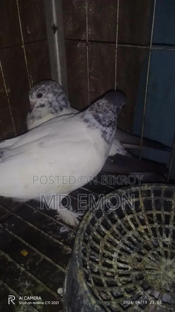 এক সাথে তিন জোড়া একটা বাচ্চাসহ বিক্রি করা হবে