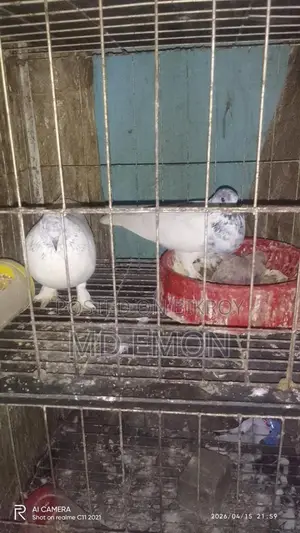 এক সাথে তিন জোড়া একটা বাচ্চাসহ বিক্রি করা হবে