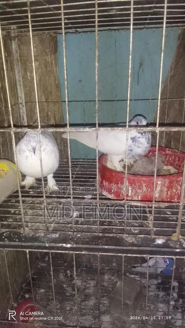 এক সাথে তিন জোড়া একটা বাচ্চাসহ বিক্রি করা হবে