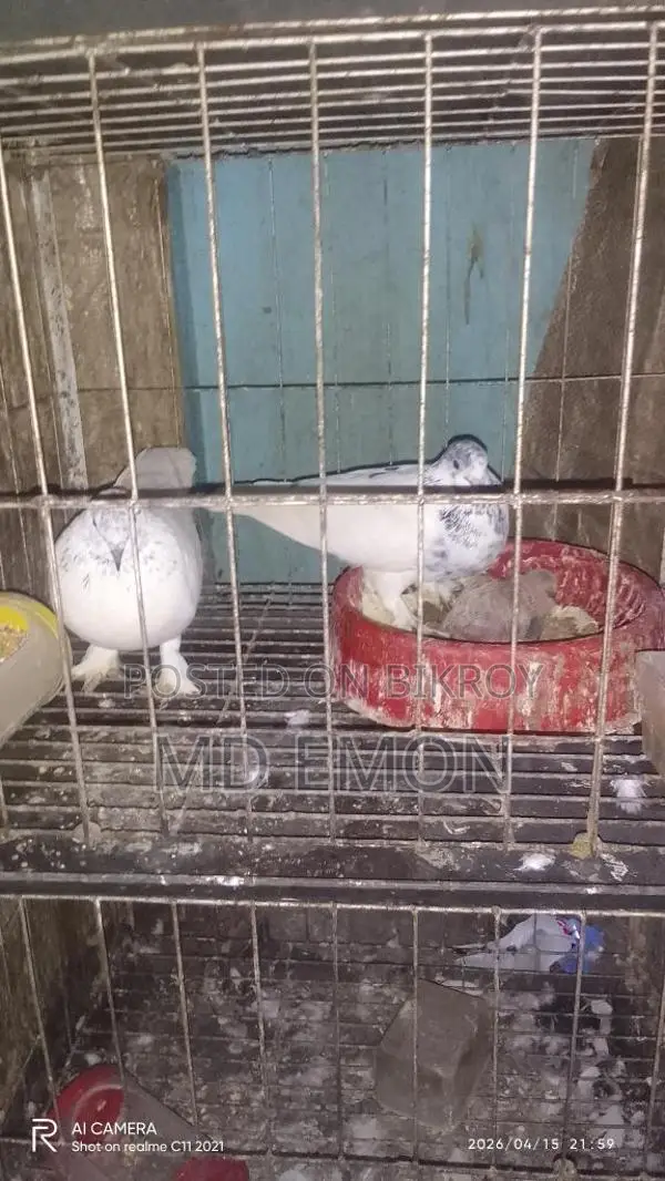 এক সাথে তিন জোড়া একটা বাচ্চাসহ বিক্রি করা হবে