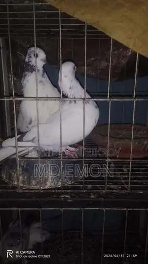 এক সাথে তিন জোড়া একটা বাচ্চাসহ বিক্রি করা হবে