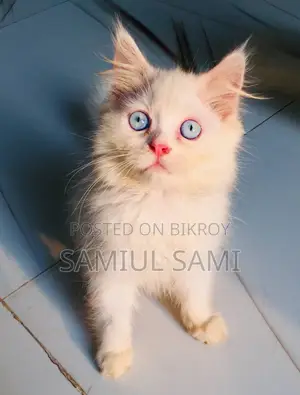 পার্সিয়ান ফিমেল কিটেন
