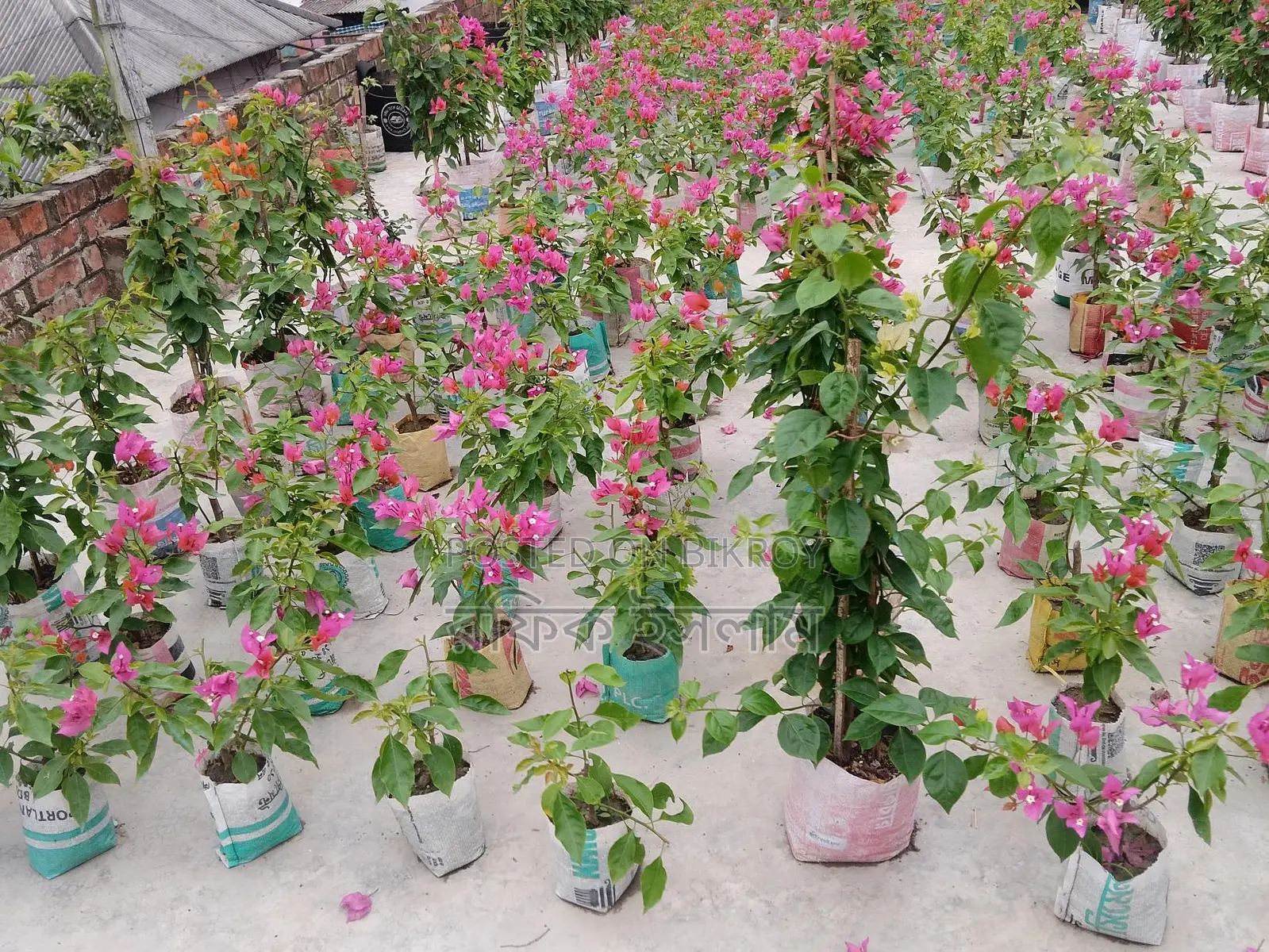 বাগান বিলাস,