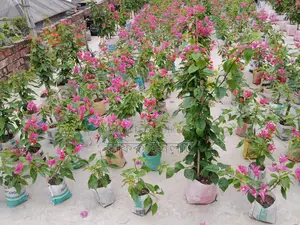 বাগান বিলাস,