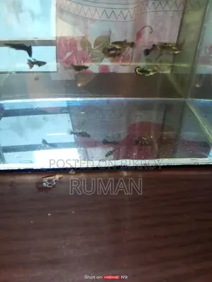 Aquarium Fish