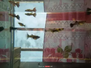 Aquarium Fish