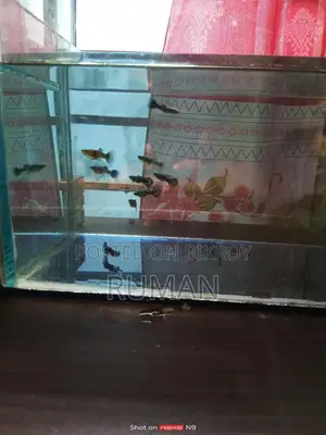 Aquarium Fish