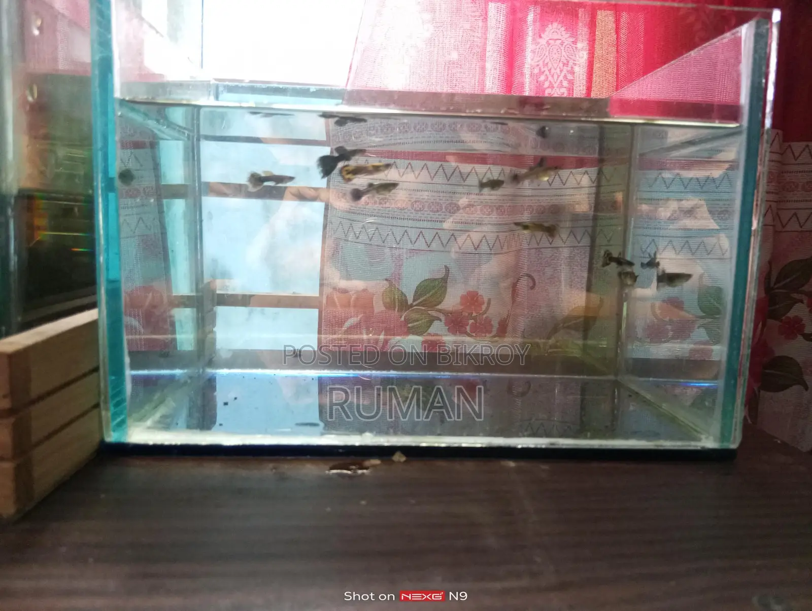 Aquarium Fish