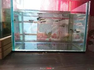 Aquarium Fish