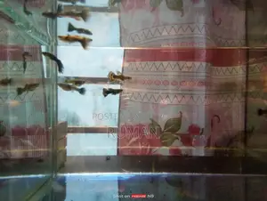 Aquarium Fish