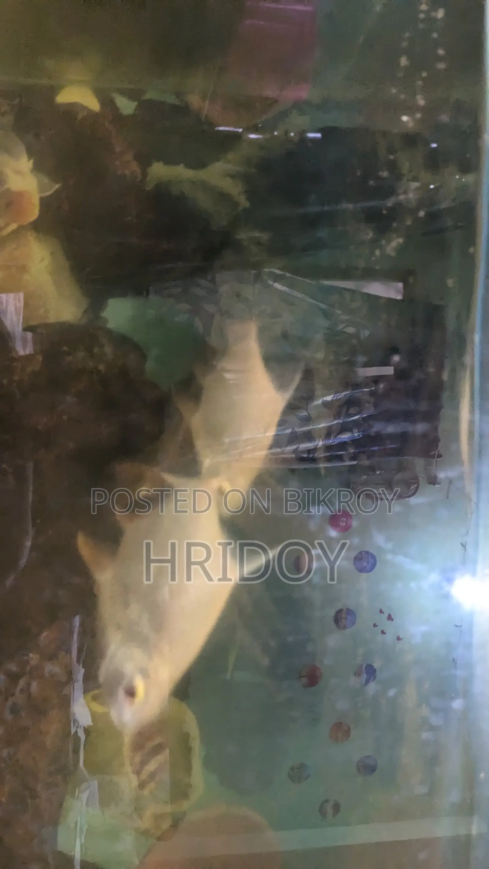 Aquarium Fish