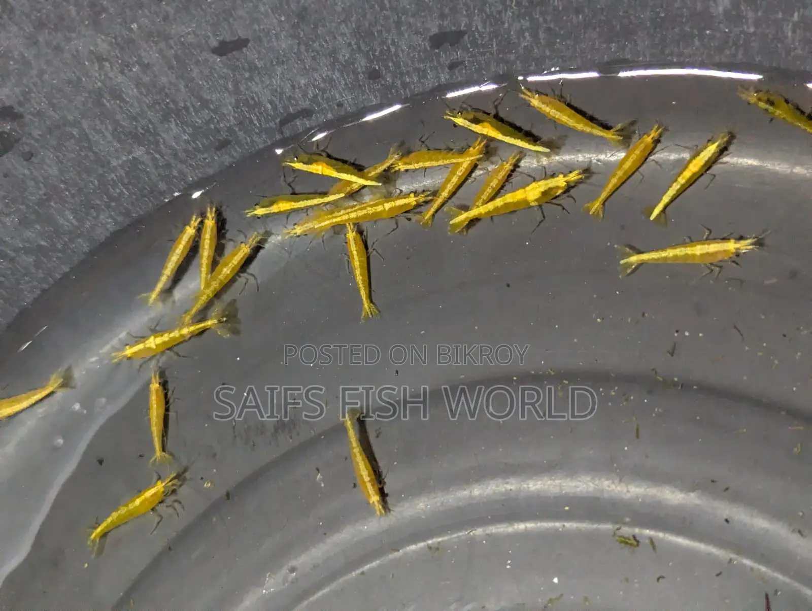Yellow Golden Back/golden Line Shrimp