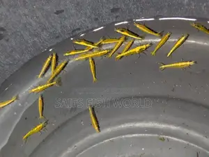Yellow Golden Back/golden Line Shrimp