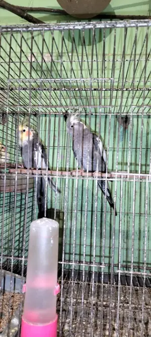 কোকাটেল পাখি