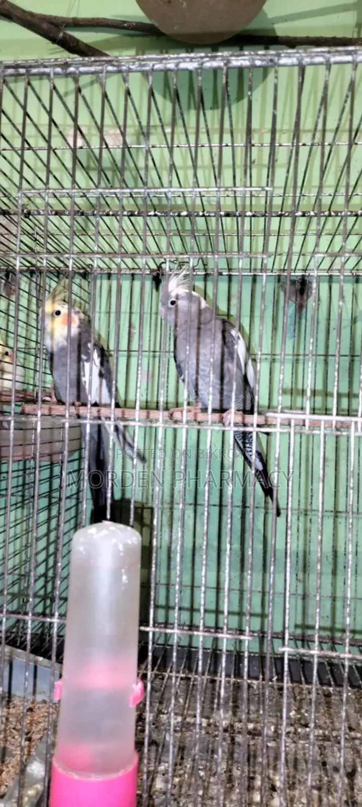 কোকাটেল পাখি