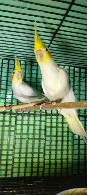 কোকাটেল পাখি