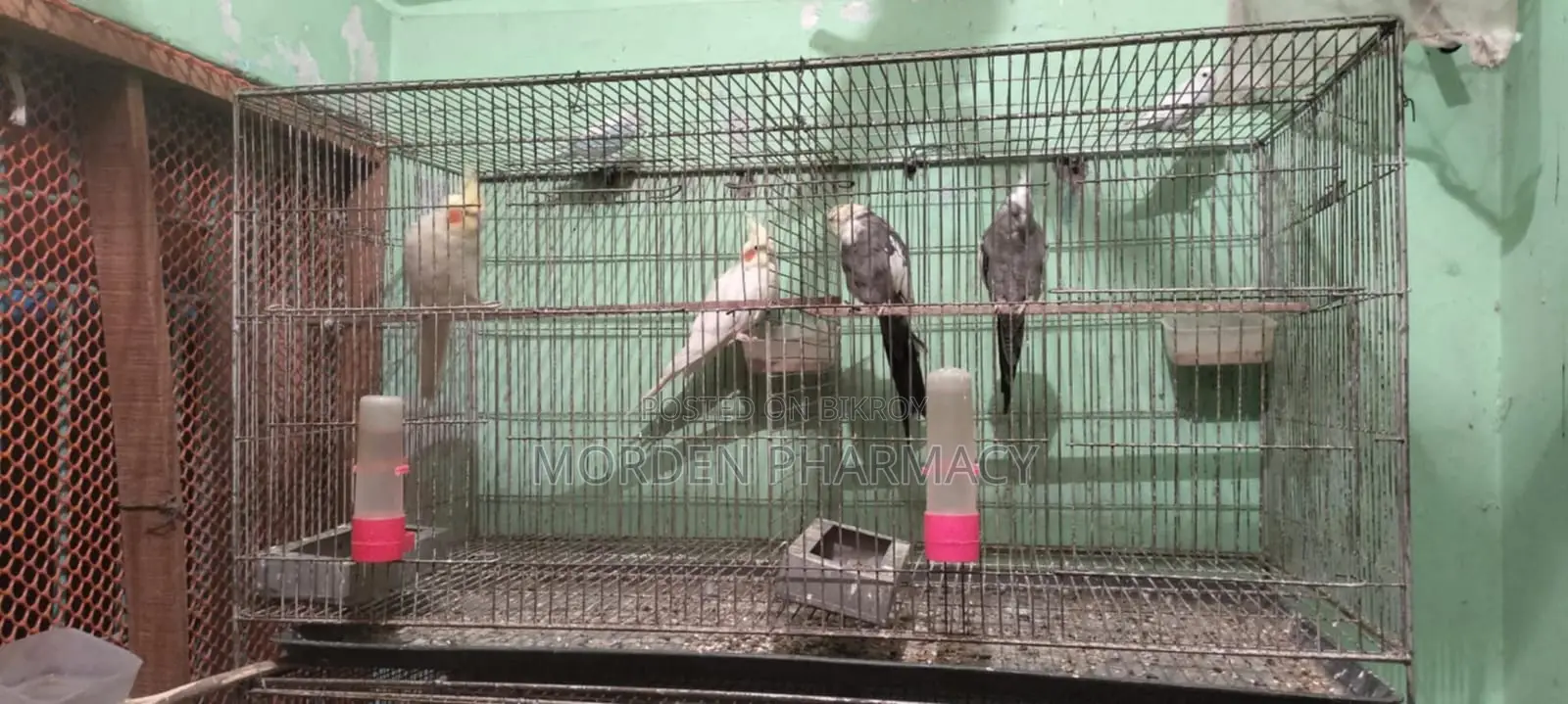 কোকাটেল পাখি