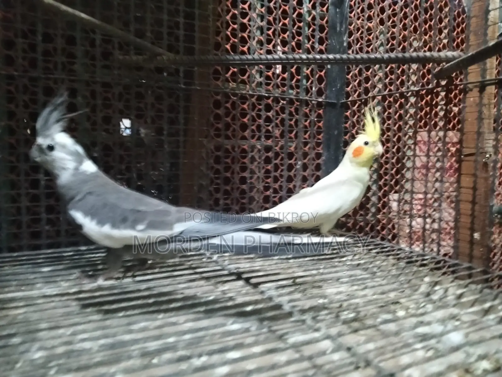 কোকাটেল পাখি