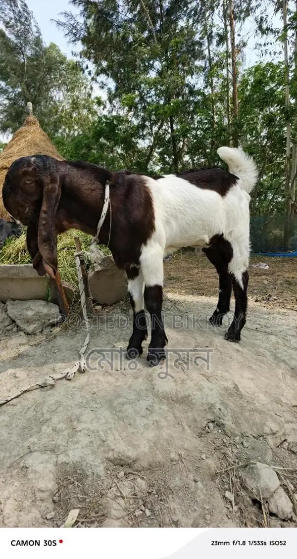 Rajasthani Tota Pari