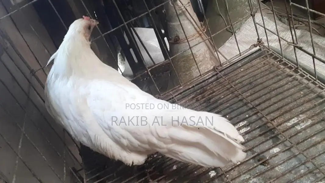 ইয়োকোহামা মুরগী