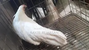 ইয়োকোহামা মুরগী
