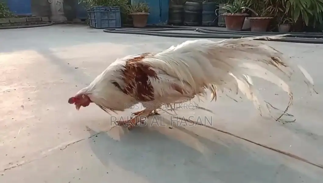 ইয়োকোহামা মুরগী