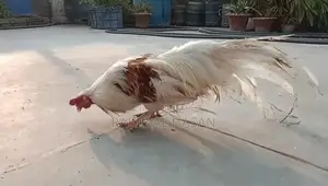ইয়োকোহামা মুরগী