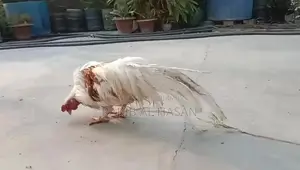 ইয়োকোহামা মুরগী