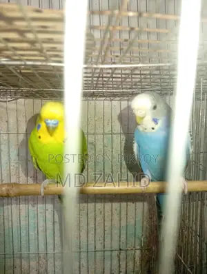 পাখির সেল