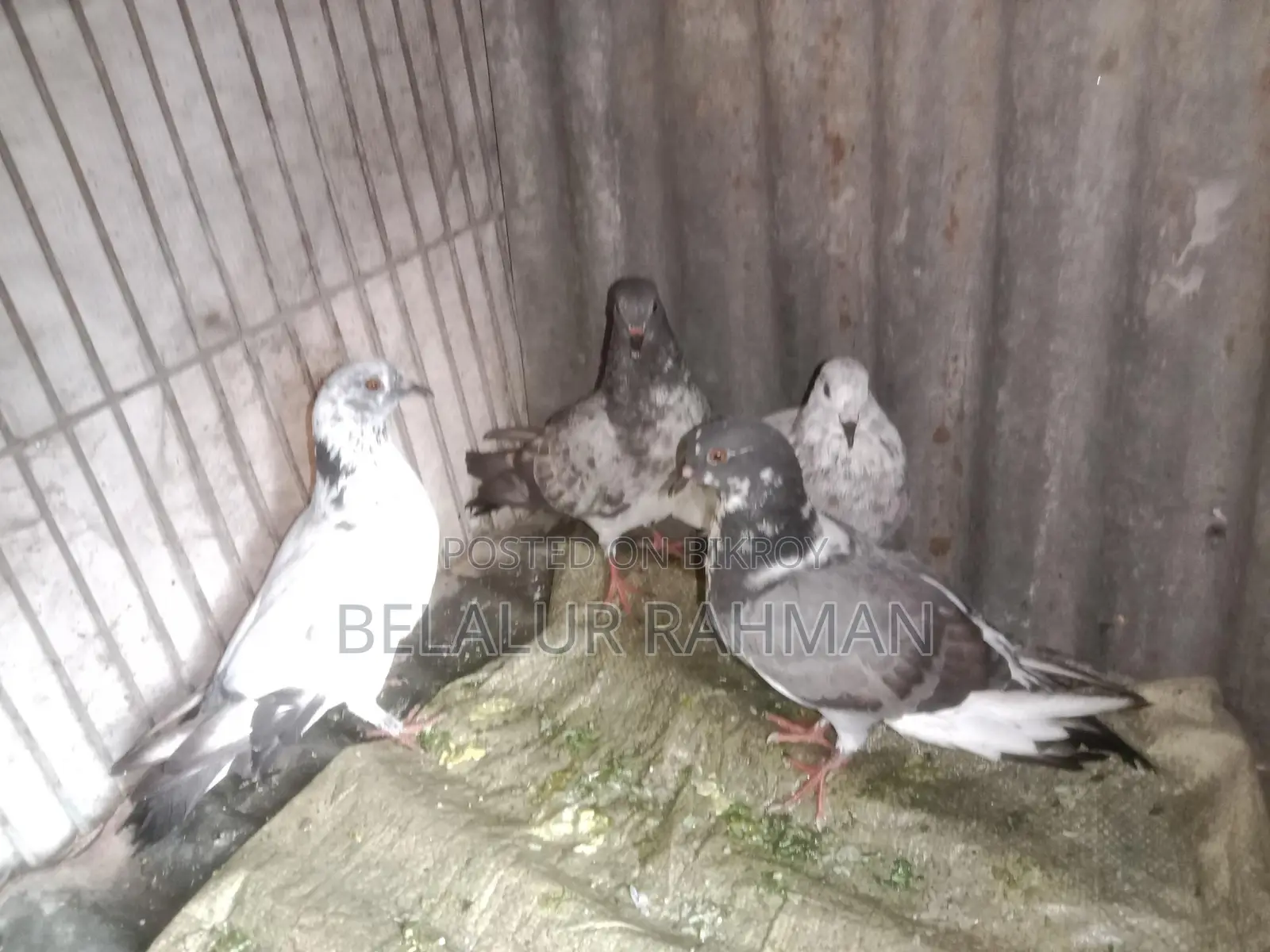 দুই জুরা কবুতর বিক্রি হবে
