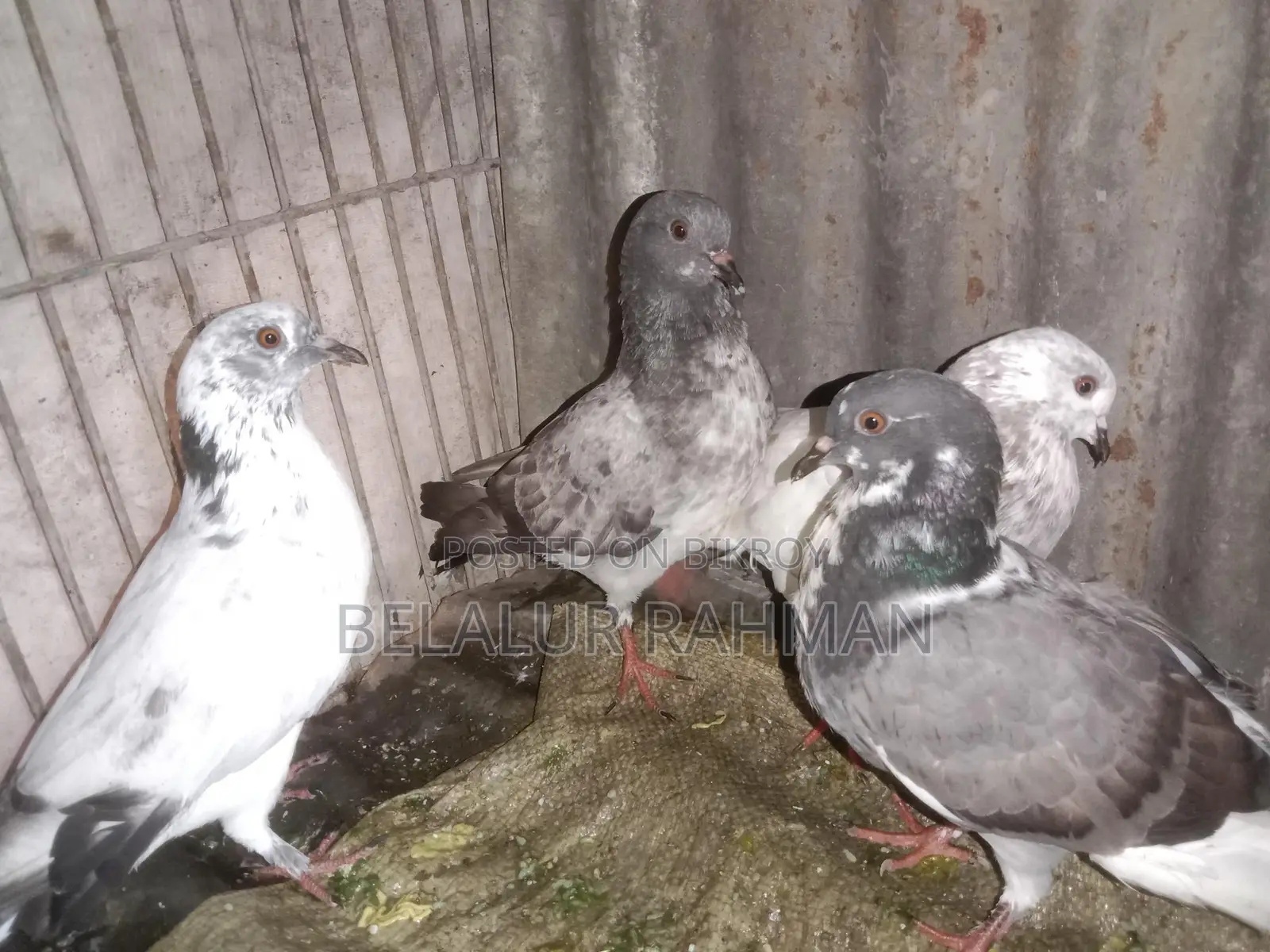 দুই জুরা কবুতর বিক্রি হবে