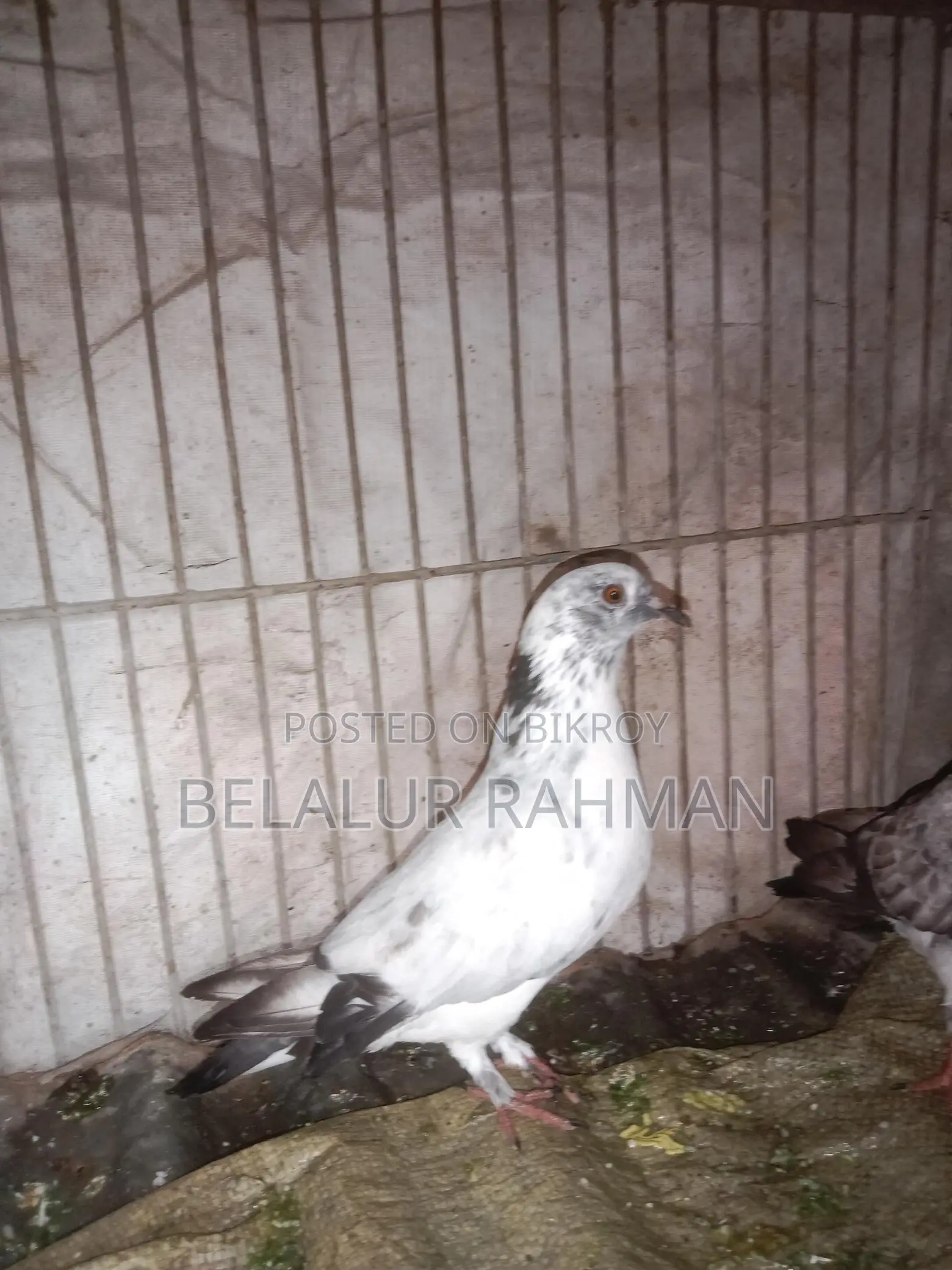 দুই জুরা কবুতর বিক্রি হবে
