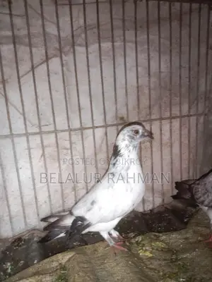 দুই জুরা কবুতর বিক্রি হবে