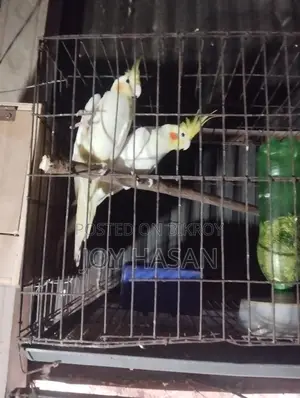 লুটিনো মাস্টার পেয়ার