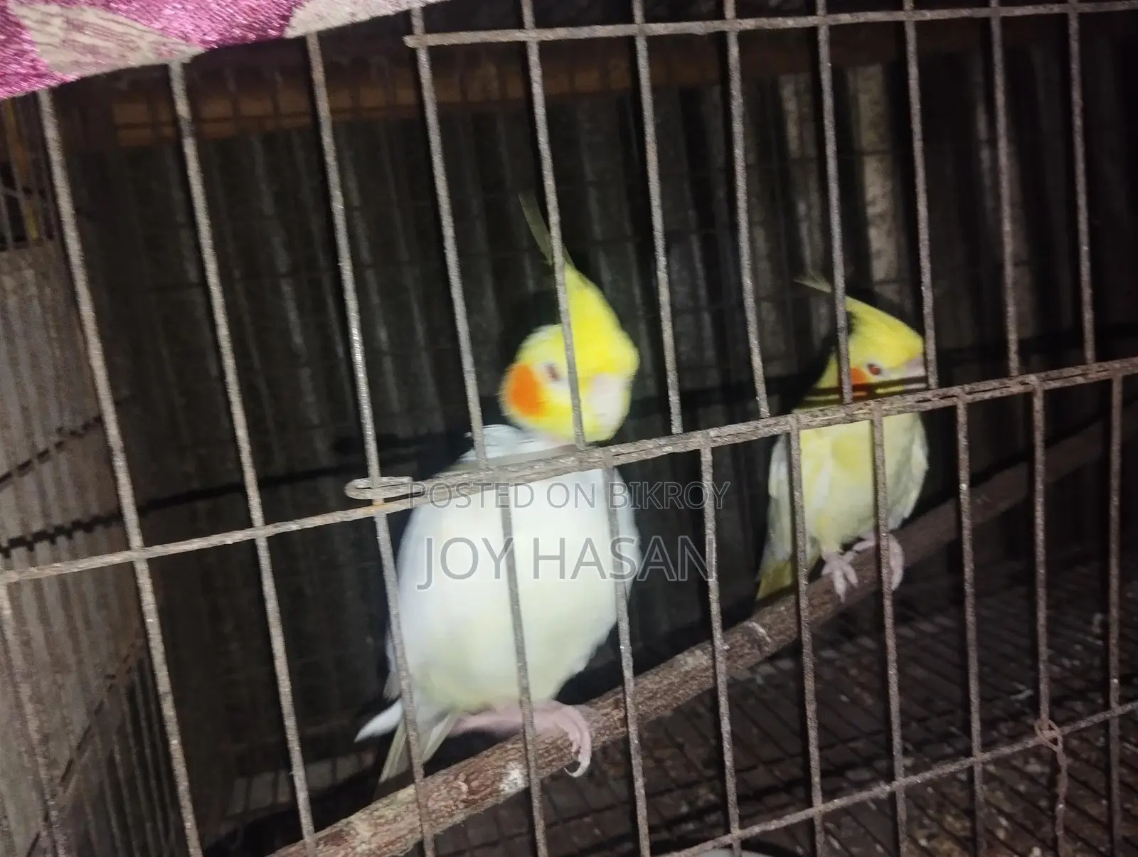 লুটিনো মাস্টার পেয়ার