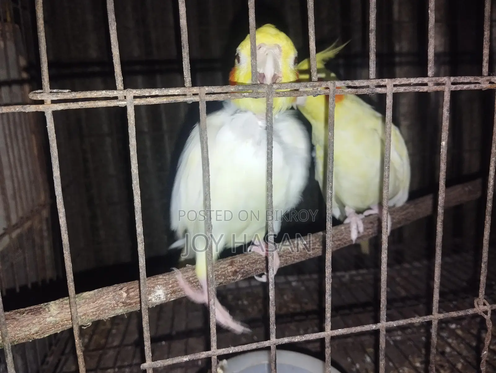 লুটিনো মাস্টার পেয়ার