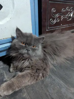 পার্সিয়ান ক্যাট