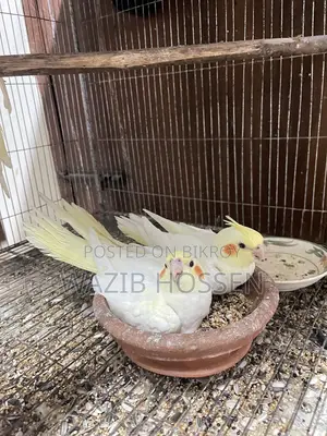 পোষা প্রাণী