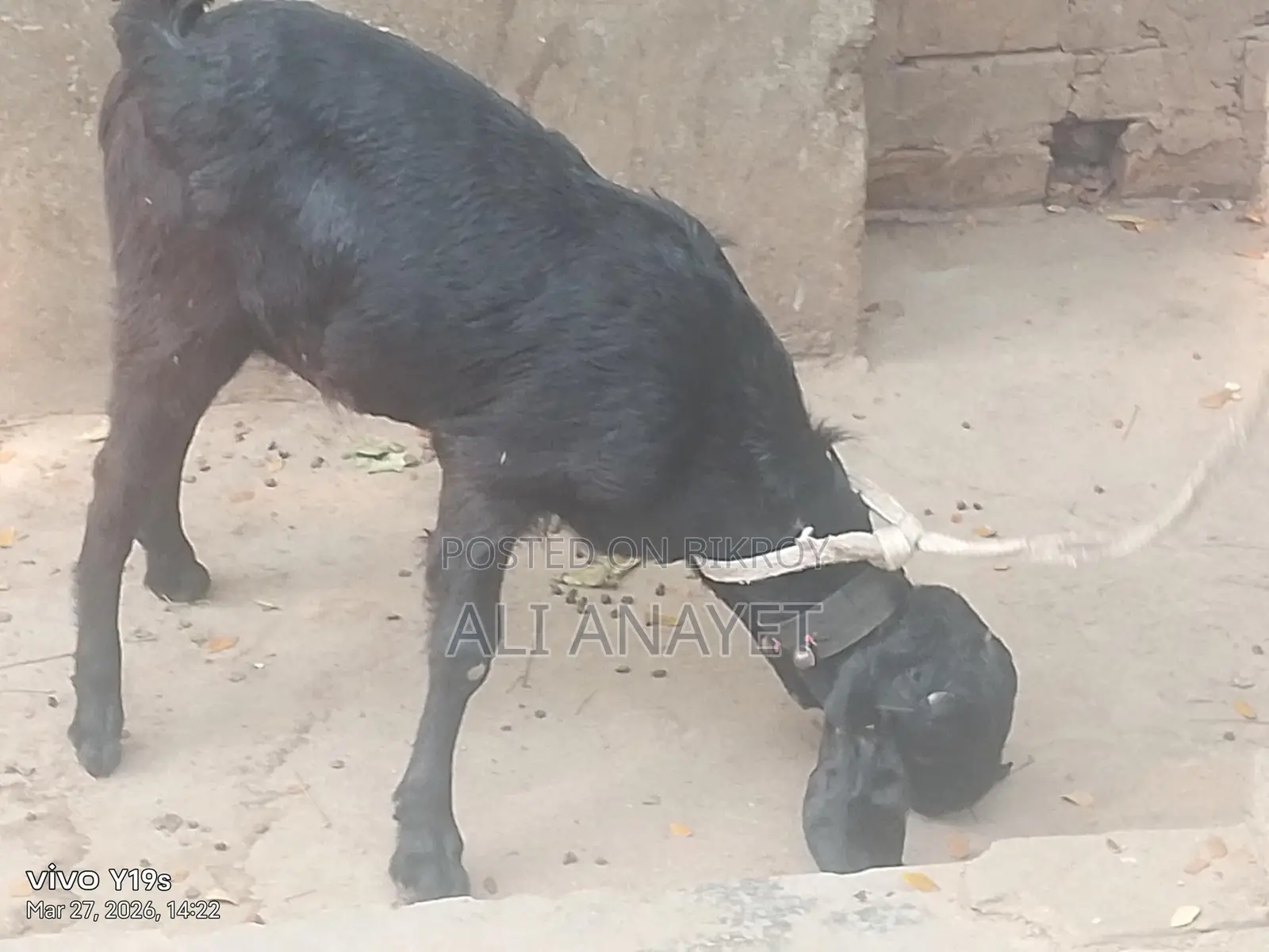 Buck Goats for Sale