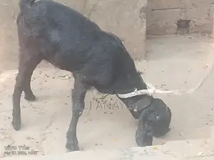 Buck Goats for Sale