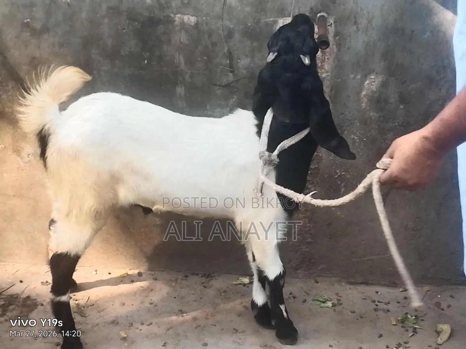Buck Goats for Sale