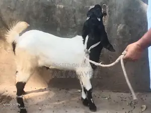 Buck Goats for Sale