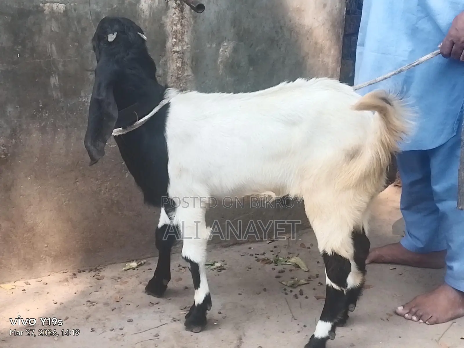 Buck Goats for Sale