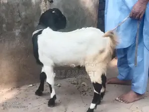 Buck Goats for Sale