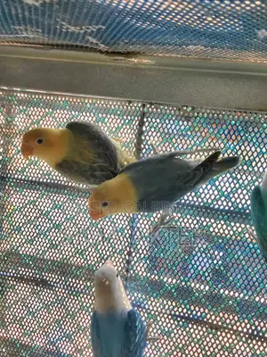 Parblue Opaline Split