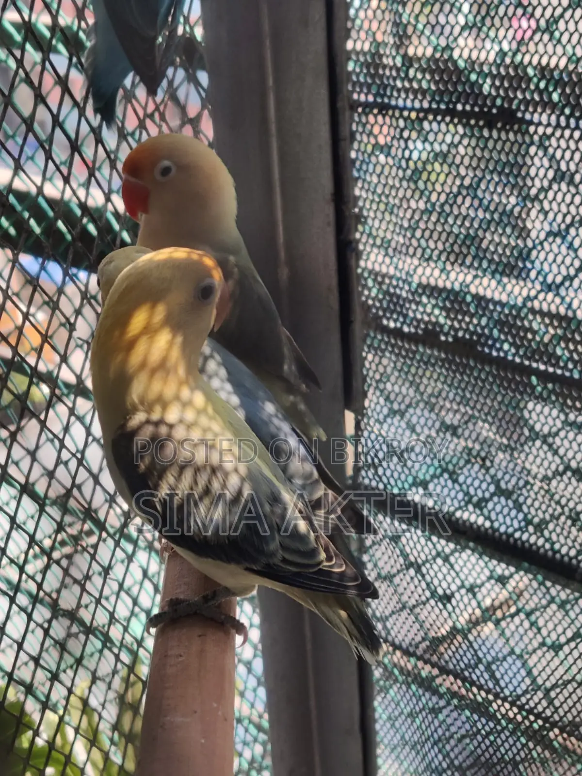 Parblue Opaline Split