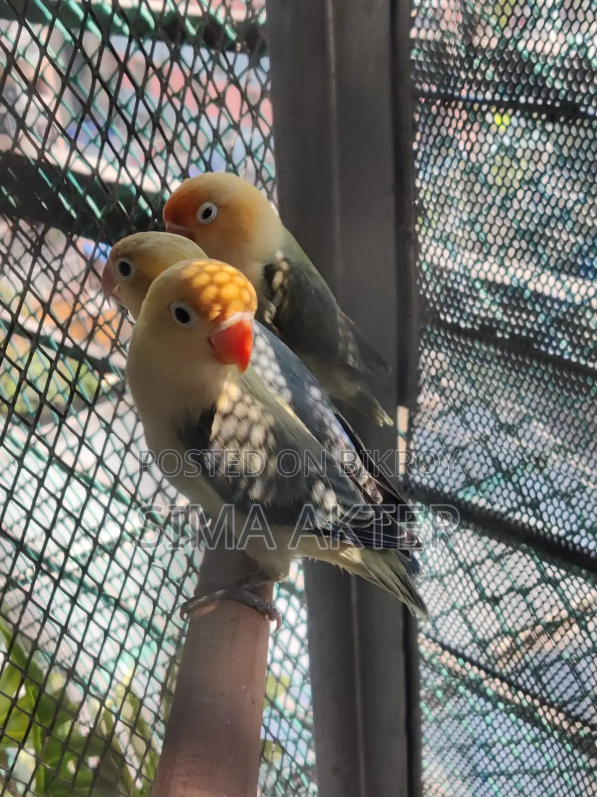 Parblue Opaline Split